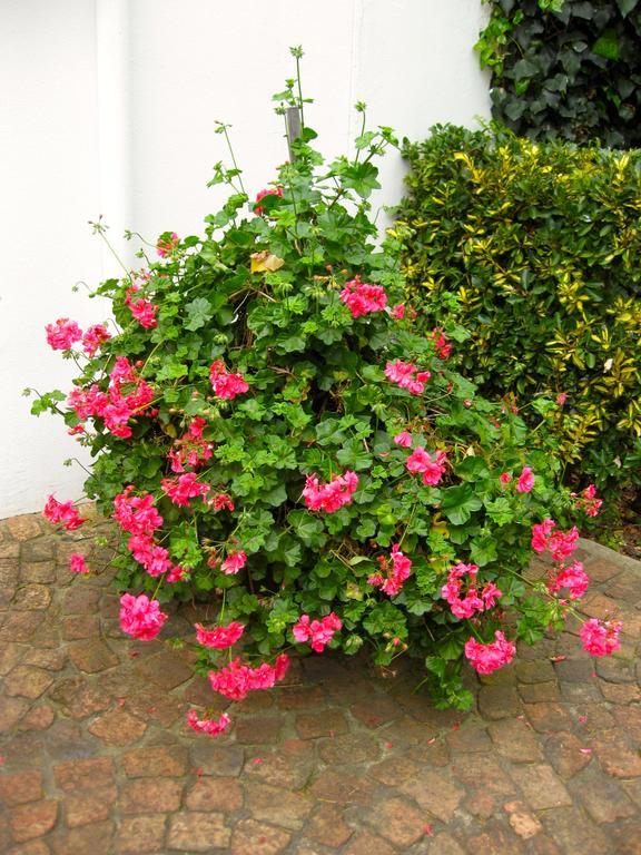 Malvern Manor Country Guest House George Εξωτερικό φωτογραφία